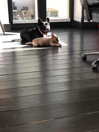 Zwei französische Bulldoggen liegen entspannt auf dunklem Holzboden im Sonnenlicht.